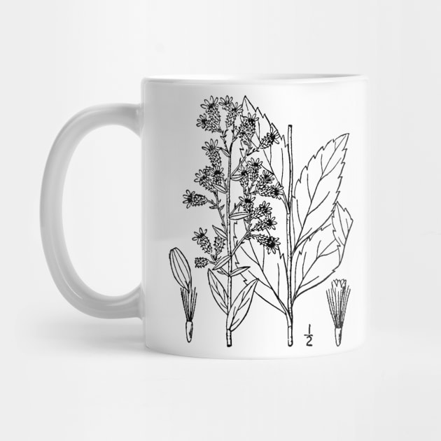 Botanical Scientific Illustration Black and White by pahleeloola